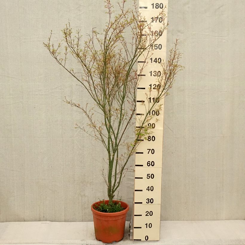 Exemplaar van Acer palmatum Kagiri-nishiki Roseomargina - Japanse esdoorn Pot van 7,5 l/10 l zoals geleverd in de lente