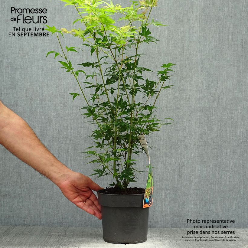 Exemplaar van Acer palmatum Katsura - Japanse esdoorn Pot van 2 l/3 l zoals geleverd in de herfst