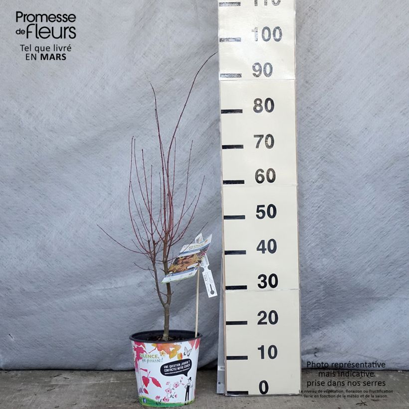 Exemplaar van Acer palmatum Metamorphosa - Japanse esdoorn Pot van 4 l/5 l zoals geleverd in de lente