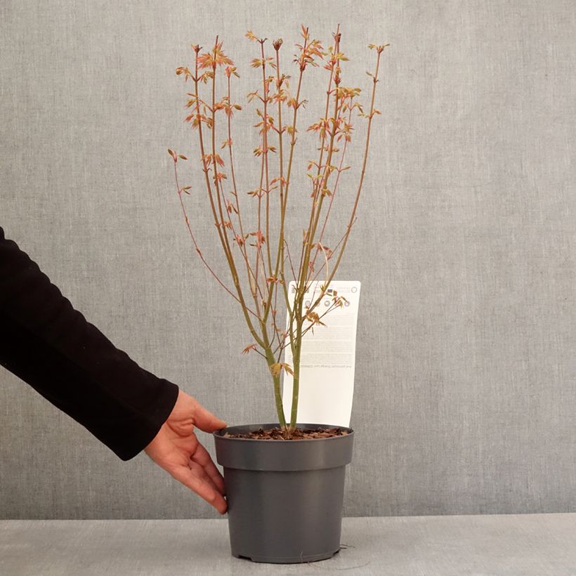 Example of Erable du Japon - Acer palmatum Orange Lace Pot van 10 cm/11 cm as you get in printemps
