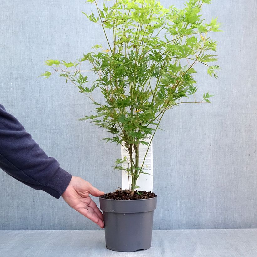 Example of Erable du Japon - Acer palmatum Orange Lace Pot van 3 l/4 l as you get in automne