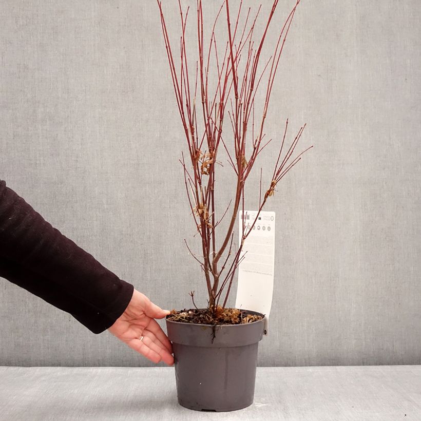 Exemplaar van Acer palmatum Orange Lace - Japanse esdoorn Pot van 3 l/4 l zoals geleverd in de winter