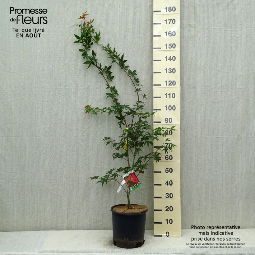 Exemplaar van Acer palmatum Osakazuki - Japanse esdoorn Pot van 7,5 l/10 l zoals geleverd in de zomer