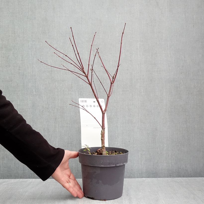 Exemplaar van Acer palmatum Peve Dave - Japanse esdoorn Pot van 3 l/4 l zoals geleverd in de herfst