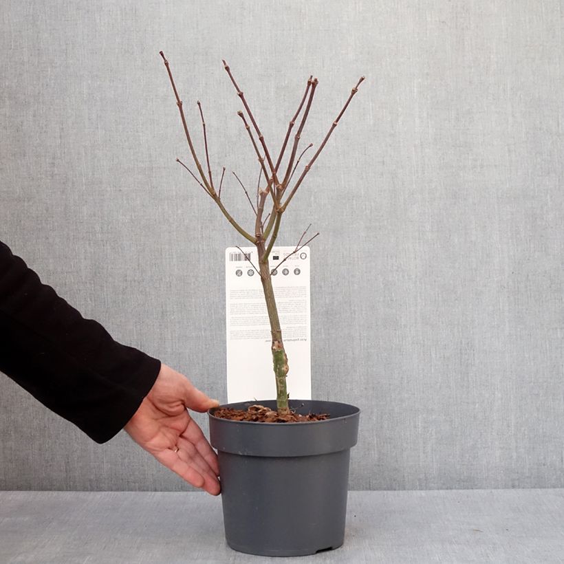 Exemplaar van Érable du Japon - Acer palmatum Peve Dave Pot de 3L/4L zoals geleverd in de winter