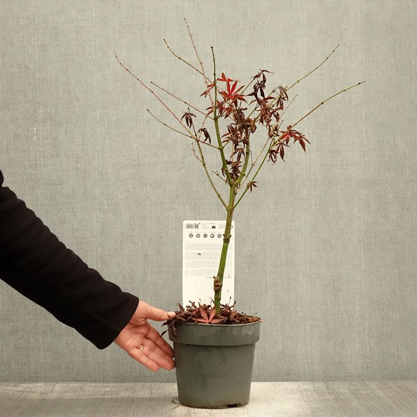 Exemplaar van Acer palmatum Pevé Starfish - Japanse esdoorn Pot van 2 l/3 l zoals geleverd in de herfst