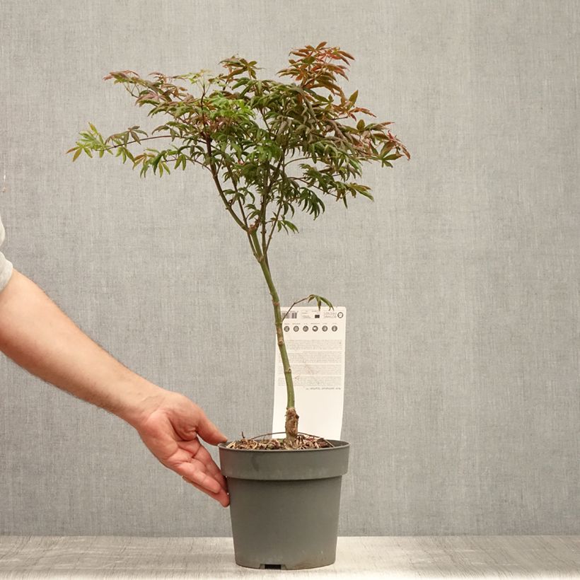 Exemplaar van Érable du Japon - Acer palmatum Peve Starfish Pot de 2L/3L zoals geleverd in de zomer