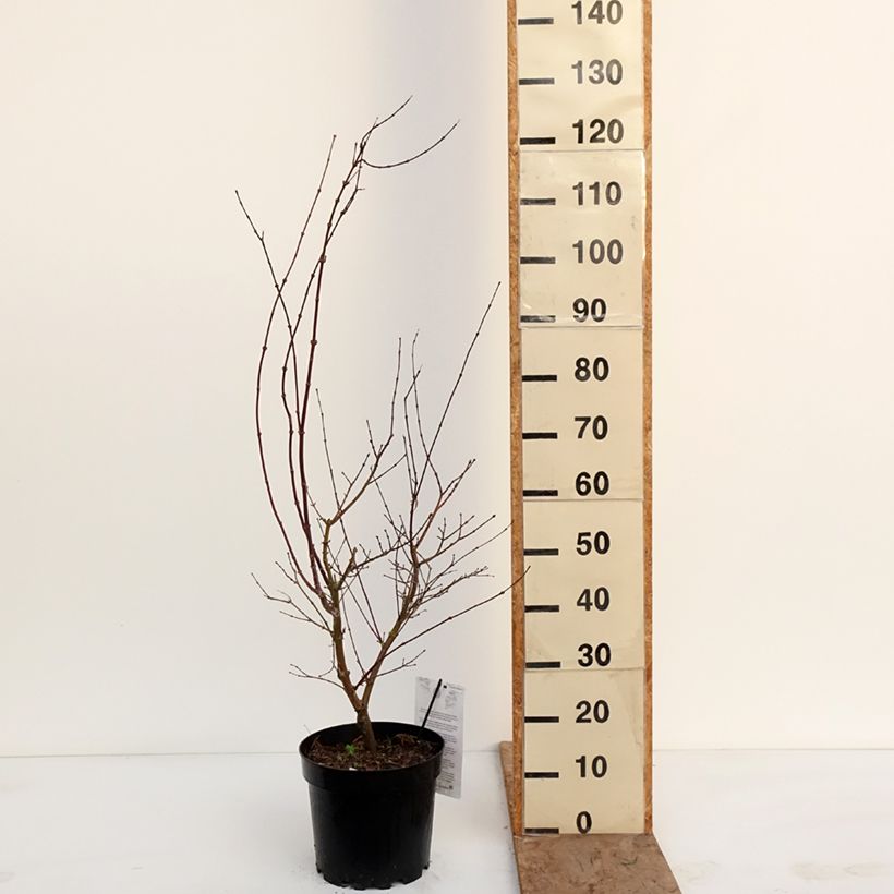 Exemplaar van Acer palmatum Pink Passion - Japanse esdoorn Pot van 7,5 l/10 l zoals geleverd in de winter