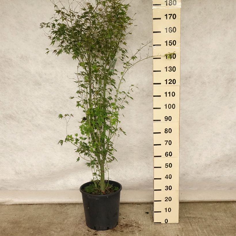 Exemplaar van Acer palmatum - Japanse esdoorn Pot van 20 l/25 l zoals geleverd in de zomer