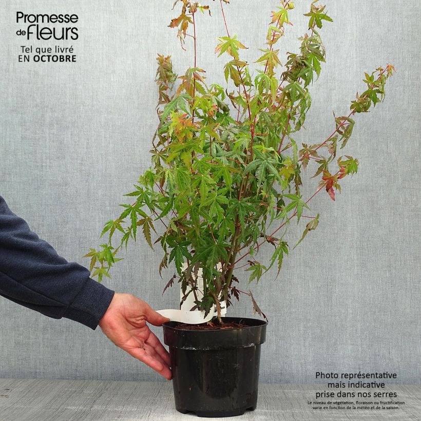 Exemplaar van Acer palmatum - Japanse esdoorn Pot van 3 l/4 l zoals geleverd in de herfst