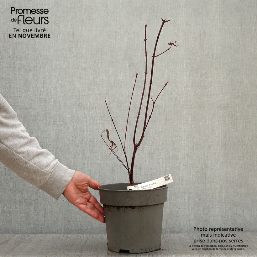 Exemplaar van Erable du Japon - Acer palmatum Pung Kill Pot de 4L/5L zoals geleverd in de herfst