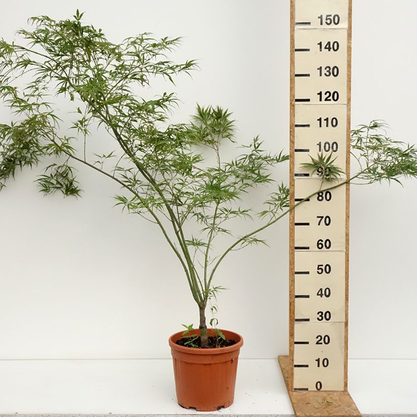 Exemplaar van Acer palmatum Red Pygmy - Japanse esdoorn Pot van 12 l/15 l zoals geleverd in de zomer