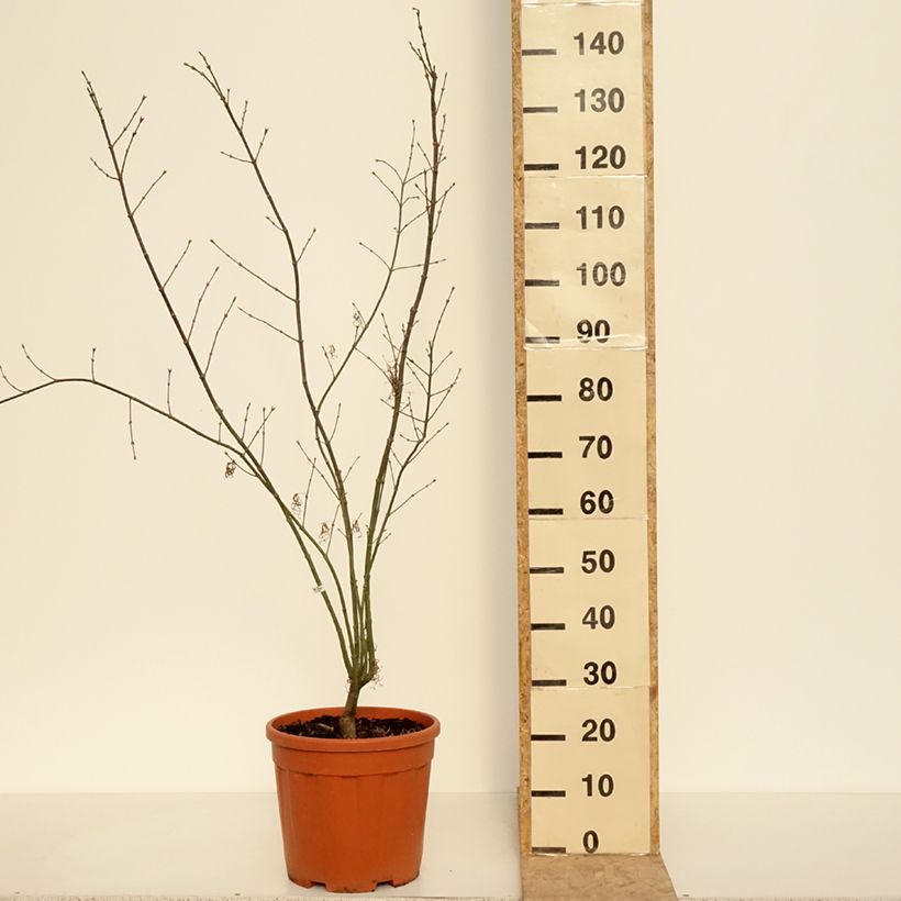 Exemplaar van Acer palmatum Red Pygmy - Japanse esdoorn Pot van 12 l/15 l zoals geleverd in de lente