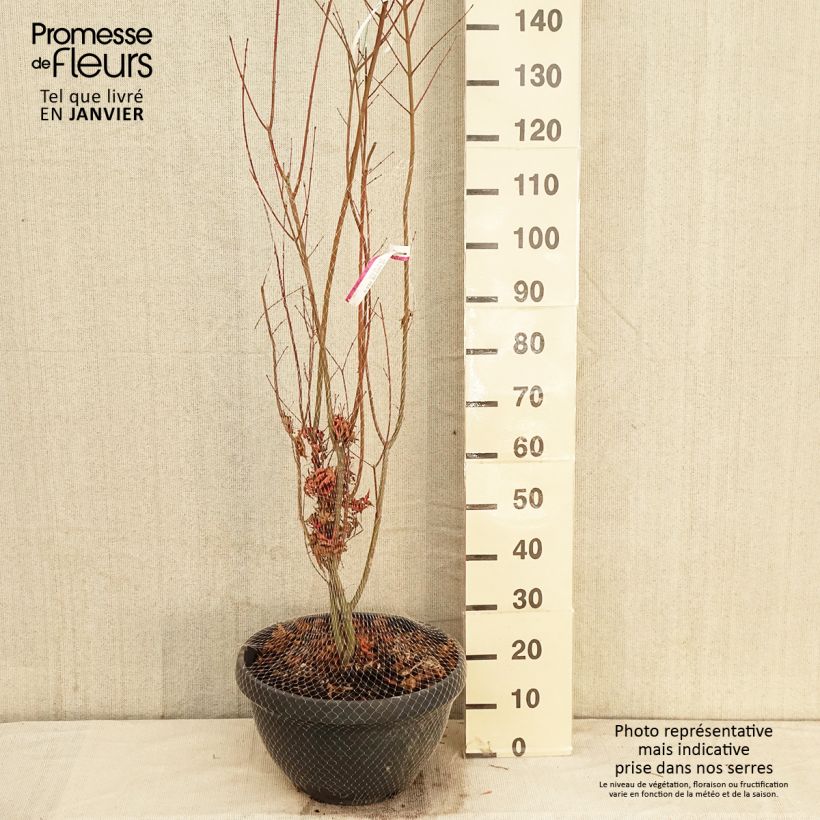 Example of Érable du Japon - Acer palmatum Redwine Pot van 20 l/25 l as you get in hiver