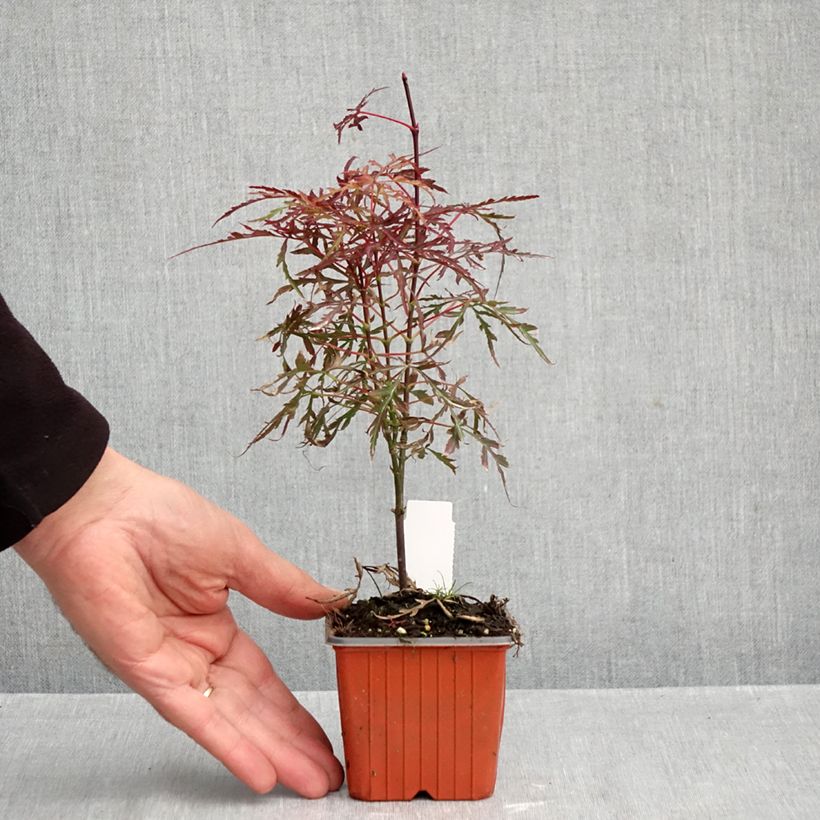 Example of Acer palmatum Royal Garnet - Japanse esdoorn Kweekpotje van 8/9 cm as you get in automne
