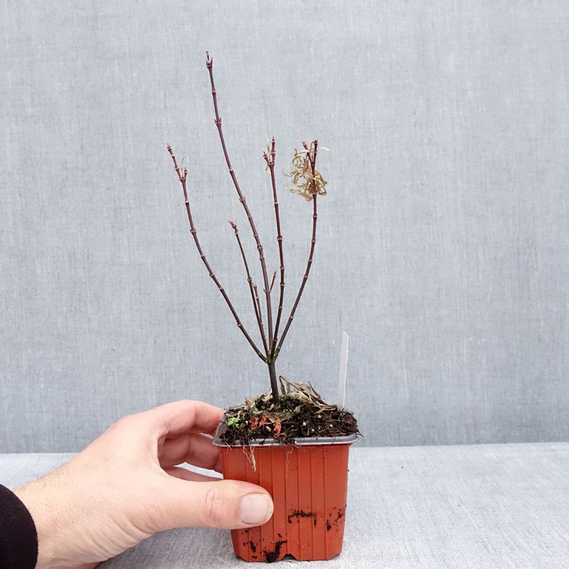 Exemplaar van Acer palmatum Royal Garnet - Japanse esdoorn Kweekpotje van 8/9 cm zoals geleverd in de winter