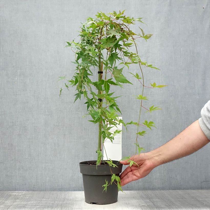 Exemplaar van Acer palmatum Ryusen - Japanse esdoorn Pot van 3 l/4 l, Stengel zoals geleverd in de zomer