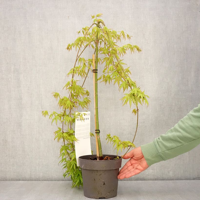 Exemplaar van Acer palmatum Ryusen - Japanse esdoorn Pot van 3 l/4 l, Stengel zoals geleverd in de lente