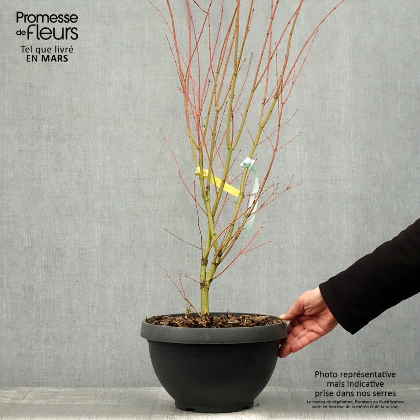 Exemplaar van Acer palmatum Sangokaku Senkaki - Japanse esdoorn Pot van 6 l/7 l zoals geleverd in de lente