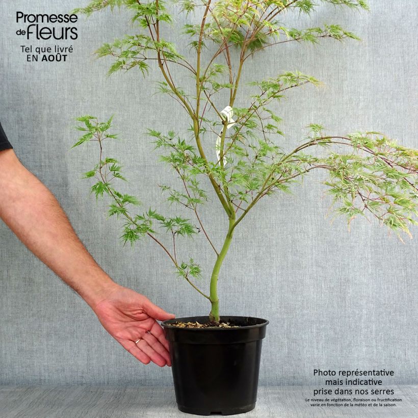 Exemplaar van Acer palmatum Seiryu - Japanse esdoorn Pot van 3 l/4 l zoals geleverd in de zomer