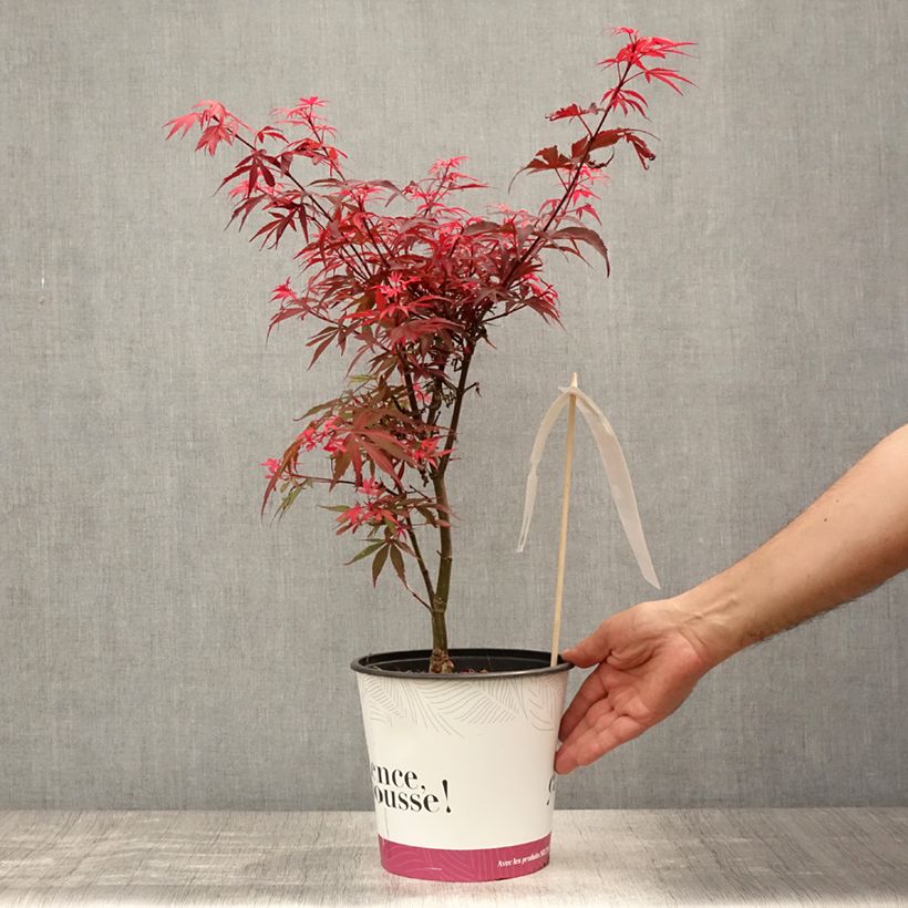 Exemplaar van Acer palmatum Shaina - Japanse esdoorn Pot van 3 l/4 l zoals geleverd in de zomer