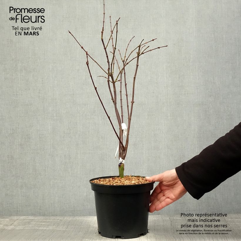 Exemplaar van Acer palmatum Shaina - Japanse esdoorn Pot van 3 l/4 l zoals geleverd in de lente