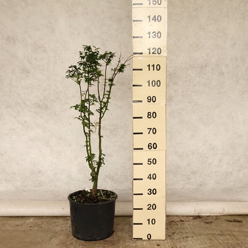 Exemplaar van Acer palmatum Shishigashira - Japanse esdoorn Pot van 18 l/20 l zoals geleverd in de zomer