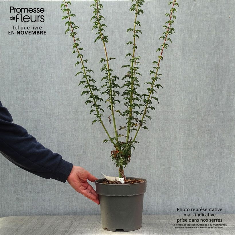 Exemplaar van Acer palmatum Shishigashira - Japanse esdoorn Pot van 3 l/4 l zoals geleverd in de herfst