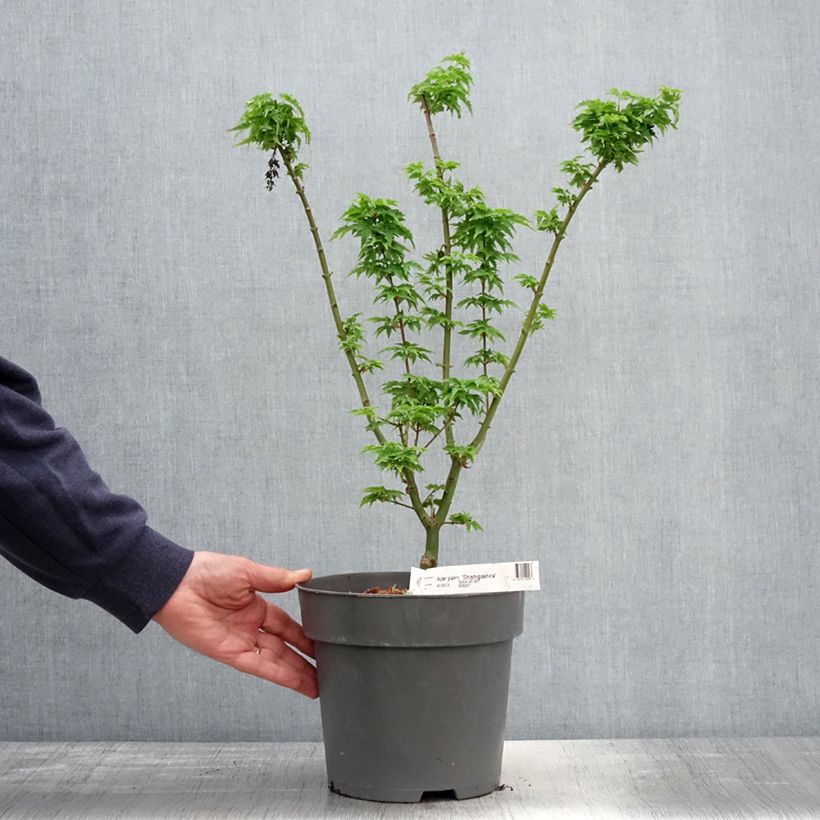 Exemplaar van Acer palmatum Shishigashira - Japanse esdoorn Pot van 3 l/4 l zoals geleverd in de lente