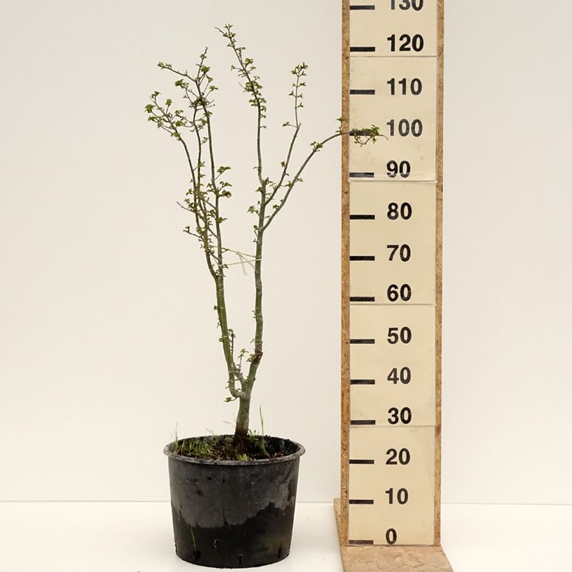 Exemplaar van Acer palmatum Shishigashira - Japanse esdoorn Pot van 18 l/20 l zoals geleverd in de lente