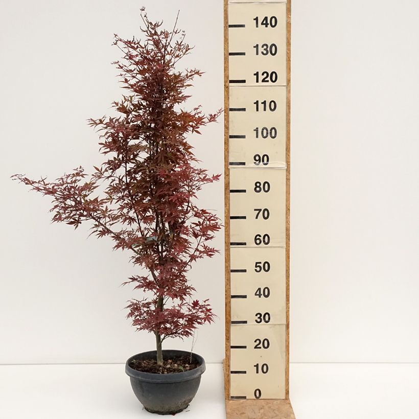 Exemplaar van Acer palmatum Skeeters Broom - Japanse esdoorn Inhoud 7,5 l / 10 l, Struik zoals geleverd in de zomer