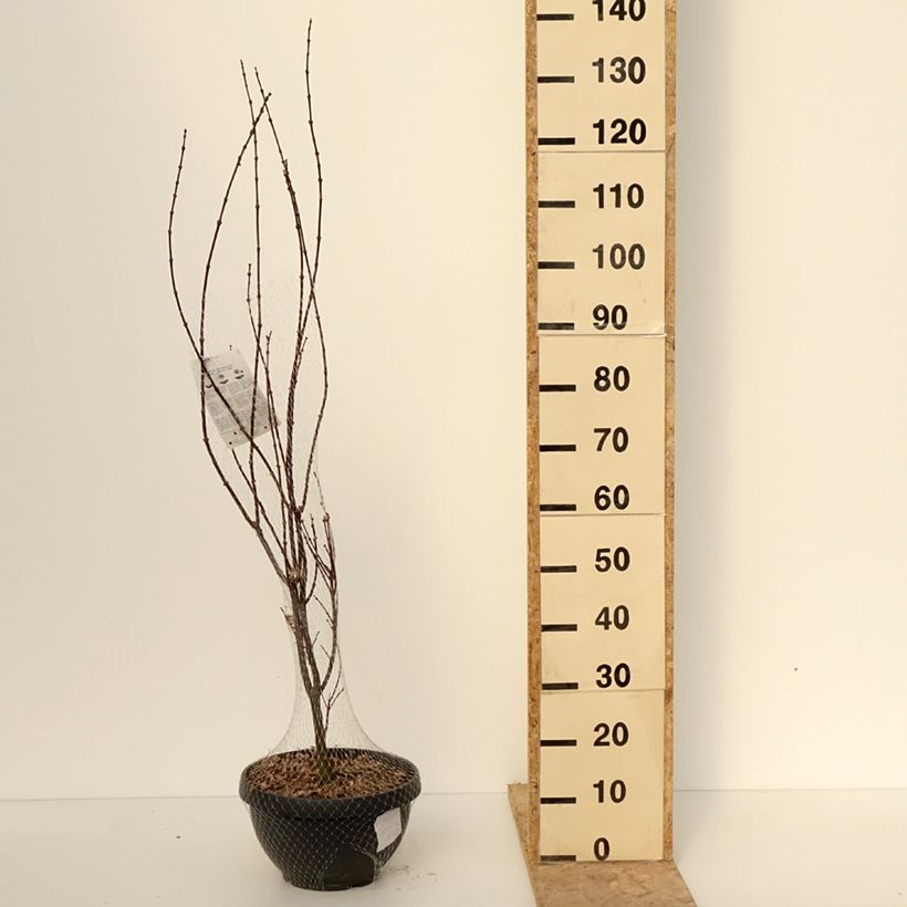 Example of Erable du Japon - Acer palmatum Skeeter's Broom Inhoud 7,5 l / 10 l as you get in hiver