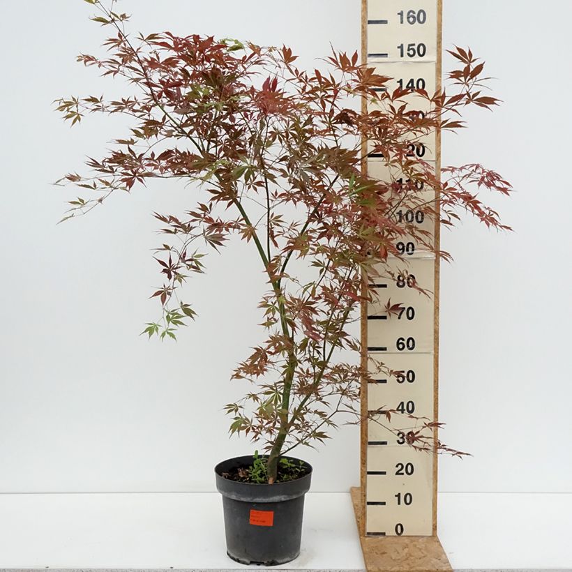 Exemplaar van Acer palmatum Sumi-nagashi - Japanse esdoorn Pot van 12 l/15 l, Struik zoals geleverd in de zomer