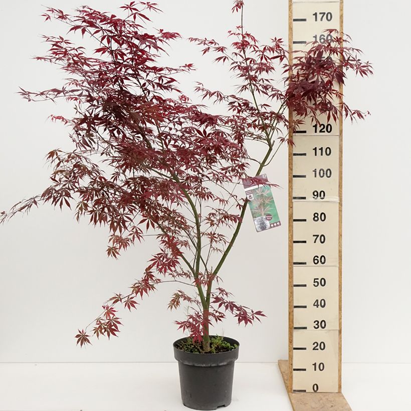 Exemplaar van Acer palmatum Sumi-nagashi - Japanse esdoorn Pot van 12 l/15 l, Struik zoals geleverd in de lente