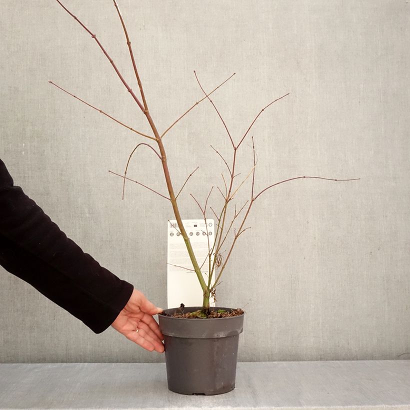 Exemplaar van Acer palmatum Sumi-nagashi - Japanse esdoorn Pot van 3 l/4 l zoals geleverd in de herfst