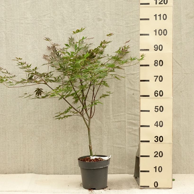 Exemplaar van Acer palmatum Trompenburg - Japanse esdoorn Pot van 3 l/4 l zoals geleverd in de zomer