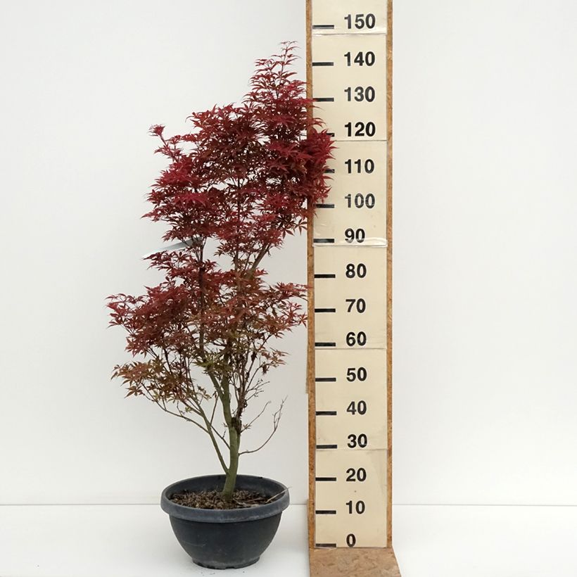 Exemplaar van Acer palmatum Twomblys Red Sentinel - Japanse esdoorn Inhoud 7,5 l / 10 l zoals geleverd in de zomer