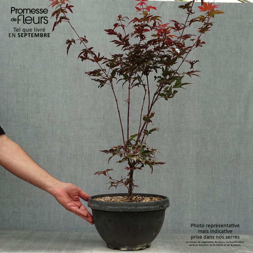 Exemplaar van Acer palmatum Twomblys Red Sentinel - Japanse esdoorn Inhoud 7,5 l / 10 l zoals geleverd in de herfst