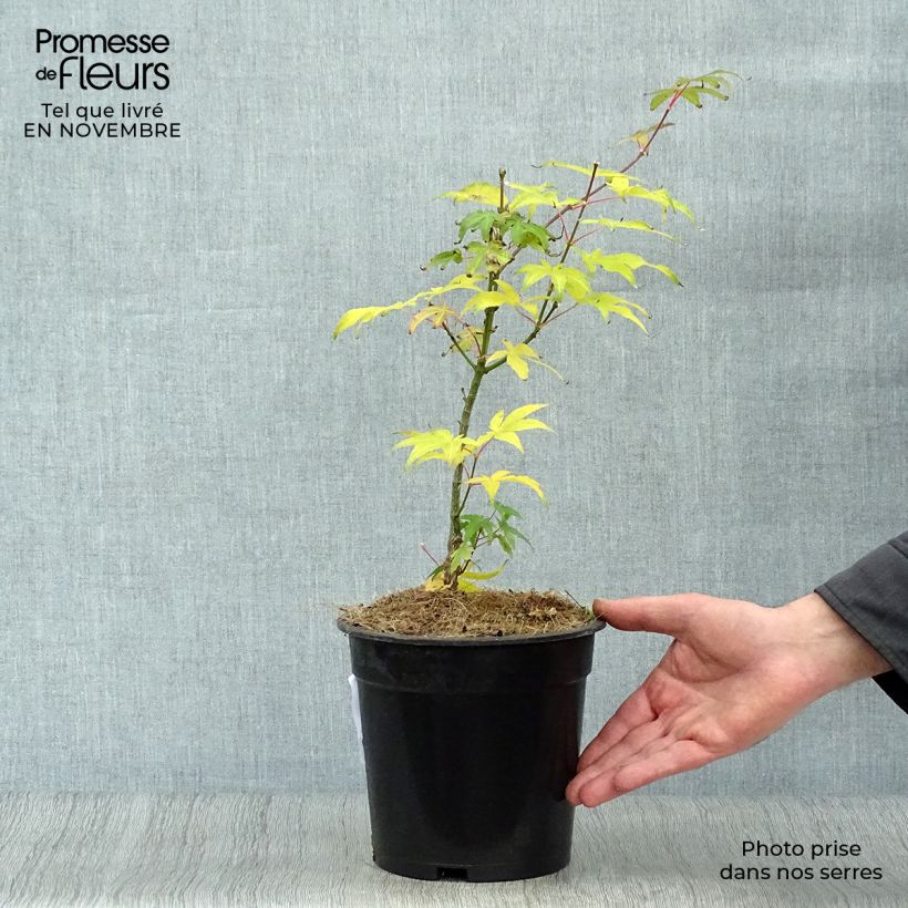 Exemplaar van Acer palmatum Ukigumo - Japanse esdoorn Pot van 3 l/4 l zoals geleverd in de herfst