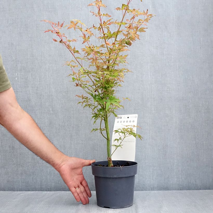 Exemplaar van Acer palmatum Ukigumo - Japanse esdoorn Pot van 3 l/4 l zoals geleverd in de zomer