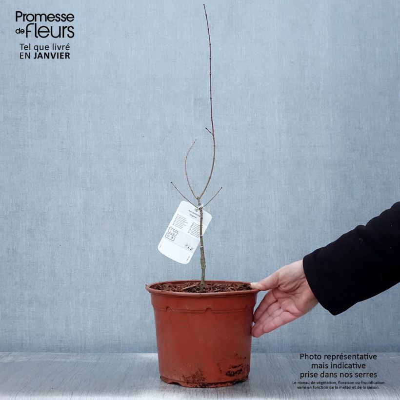 Example of Erable du Japon - Acer palmatum Ukigumo Pot van 3 l/4 l as you get in hiver