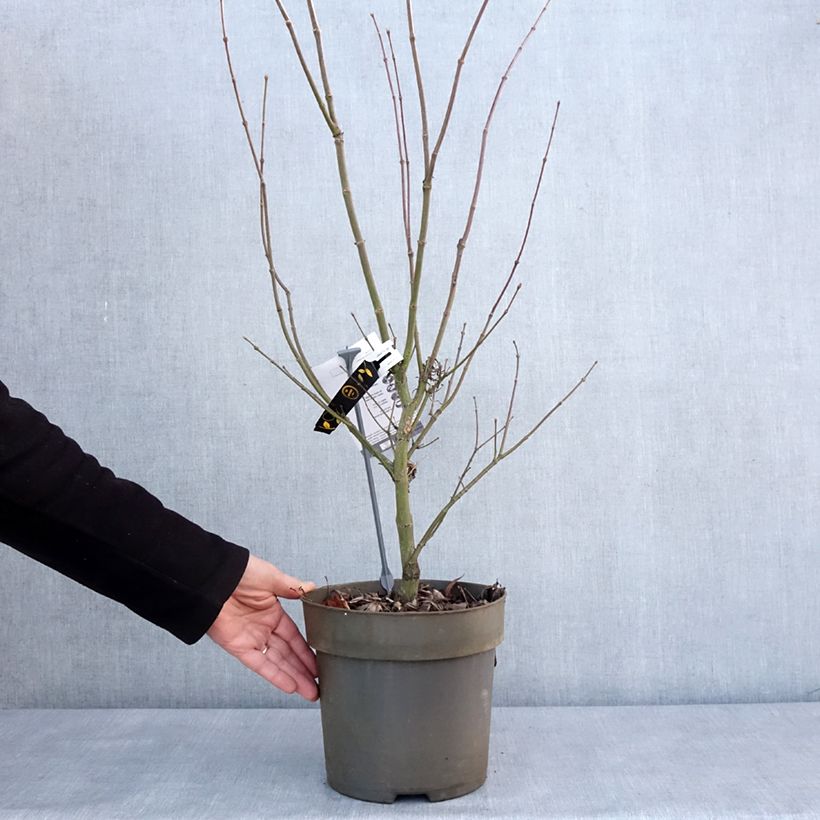 Example of Erable du Japon - Acer palmatum Villa taranto Pot van 4 l/5 l as you get in hiver