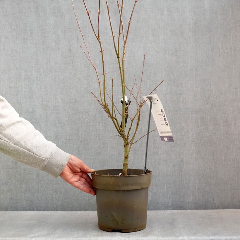 Exemplaar van Acer palmatum var. linearilobum Villa taranto - Japanse esdoorn Pot van 4 l/5 l zoals geleverd in de lente