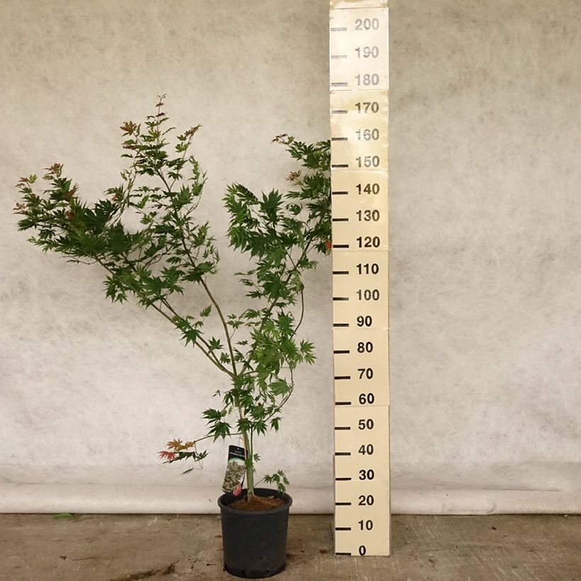 Exemplaar van Acer x pseudosieboldianum North Wind - Koreaanse esdoorn Pot van 12 l/15 l zoals geleverd in de zomer