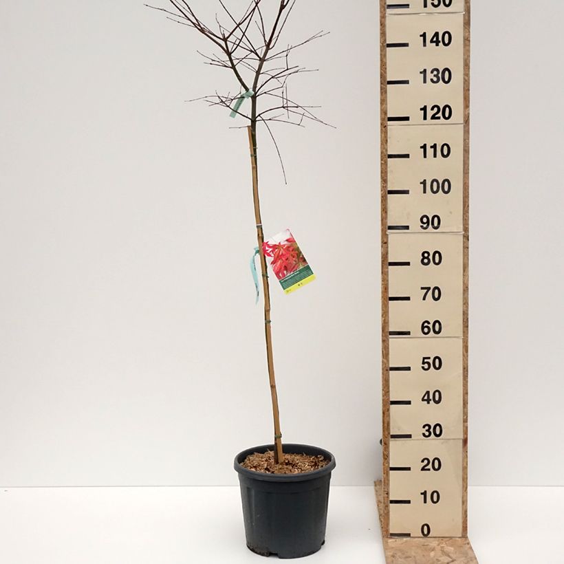 Example of Érable du Japon Beni Maiko - Acer palmatum Pot van 12 l/15 l as you get in hiver