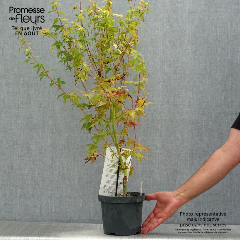 Exemplaar van Acer palmatum Bi Hoo - Japanse esdoorn Pot van 2 l/3 l zoals geleverd in de zomer