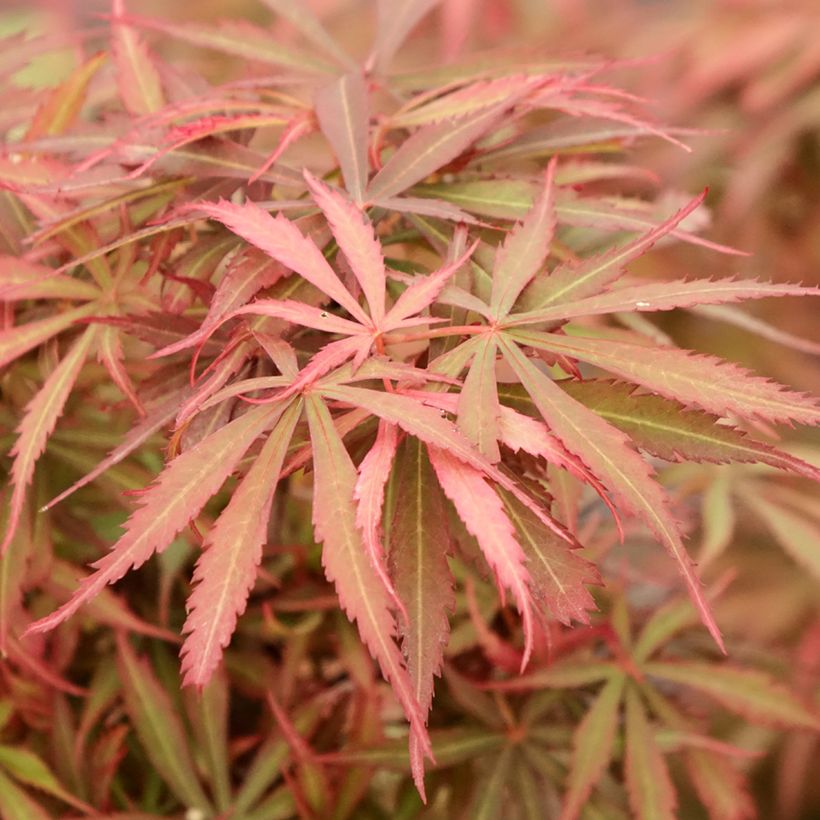 Acer palmatum Jerre Schwartz - Japanse esdoorn (Blad)