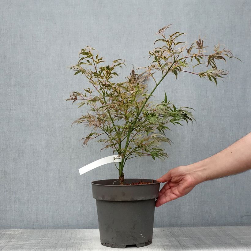 Exemplaar van Acer palmatum Manyo-No-Sato - Japanse esdoorn Pot van 4 l/5 l zoals geleverd in de zomer