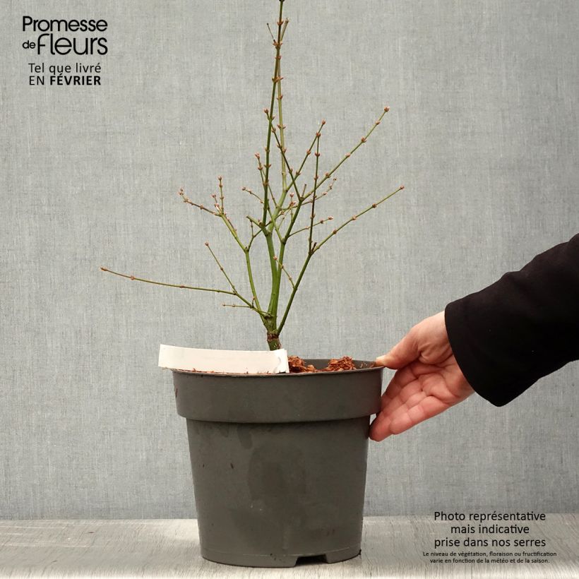 Example of Érable du Japon Manyo-No-Sato - Acer palmatum Pot van 4 l/5 l as you get in hiver