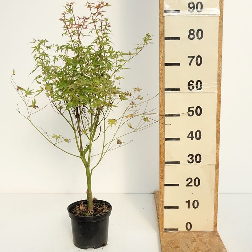 Exemplaar van Acer palmatum Phoenix - Japanse esdoorn Pot van 2 l/3 l zoals geleverd in de zomer